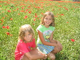 poppies